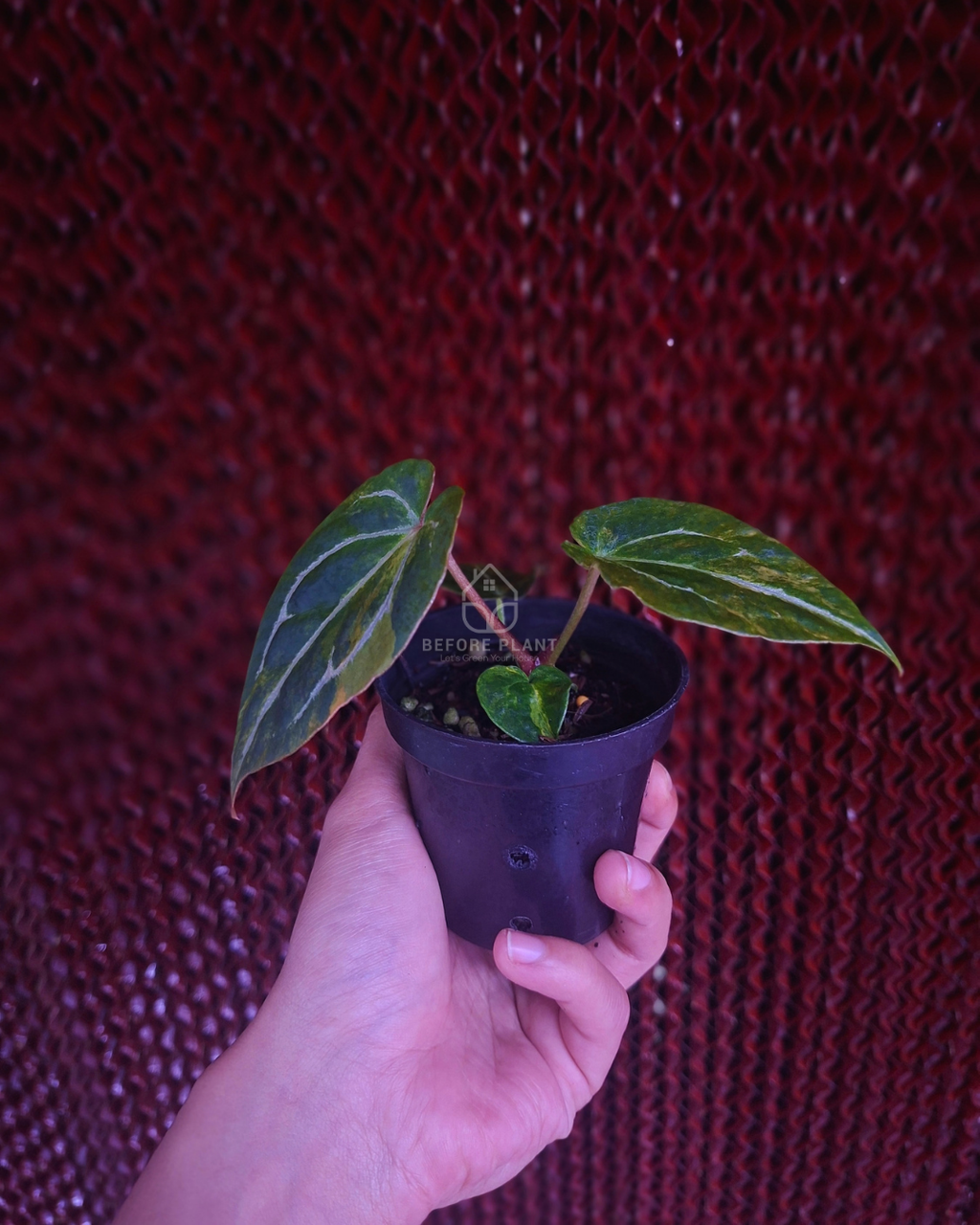 Anthurium Twistter x Red Crystal