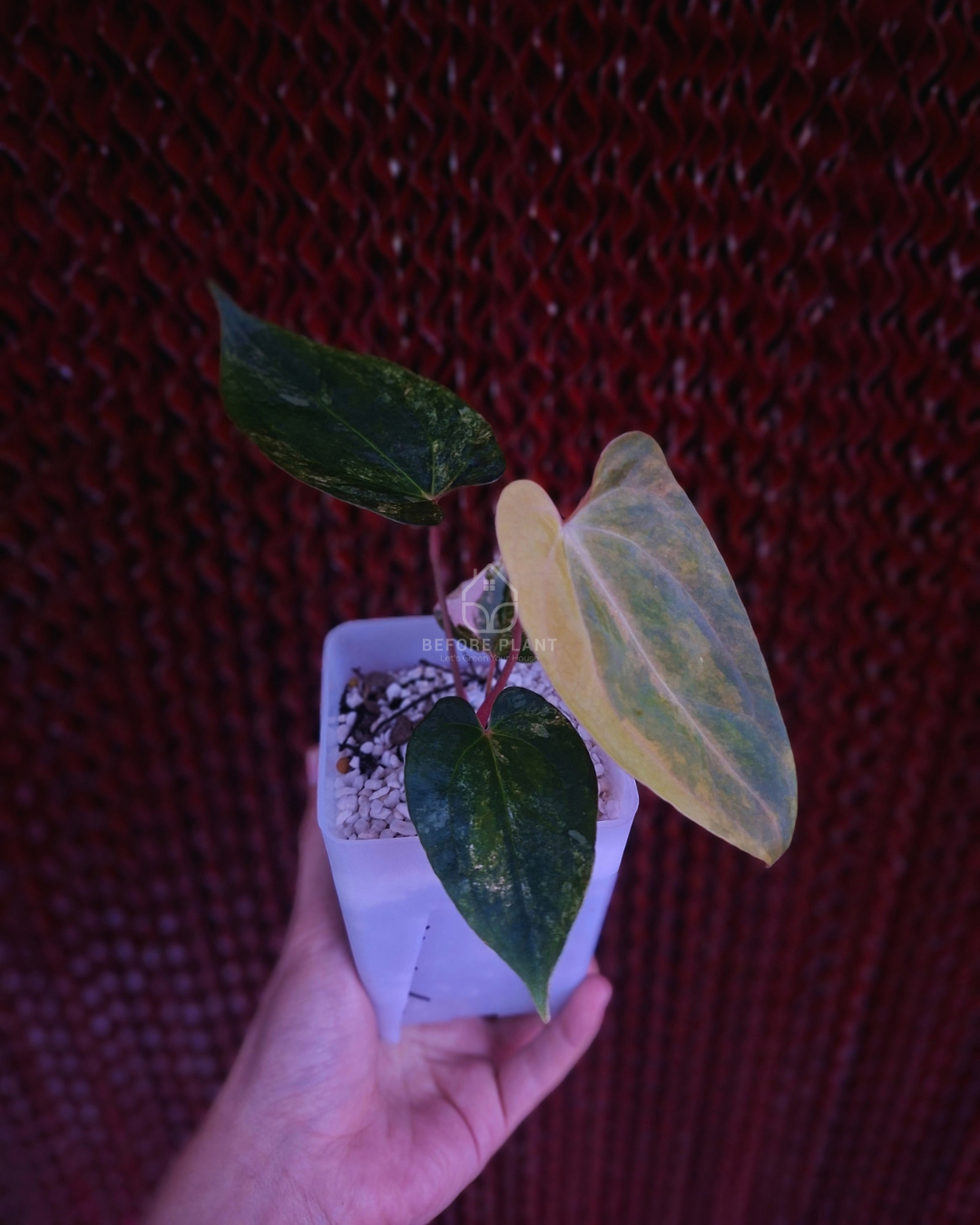 Anthurium Papi Variegated x Rhalp Lynam