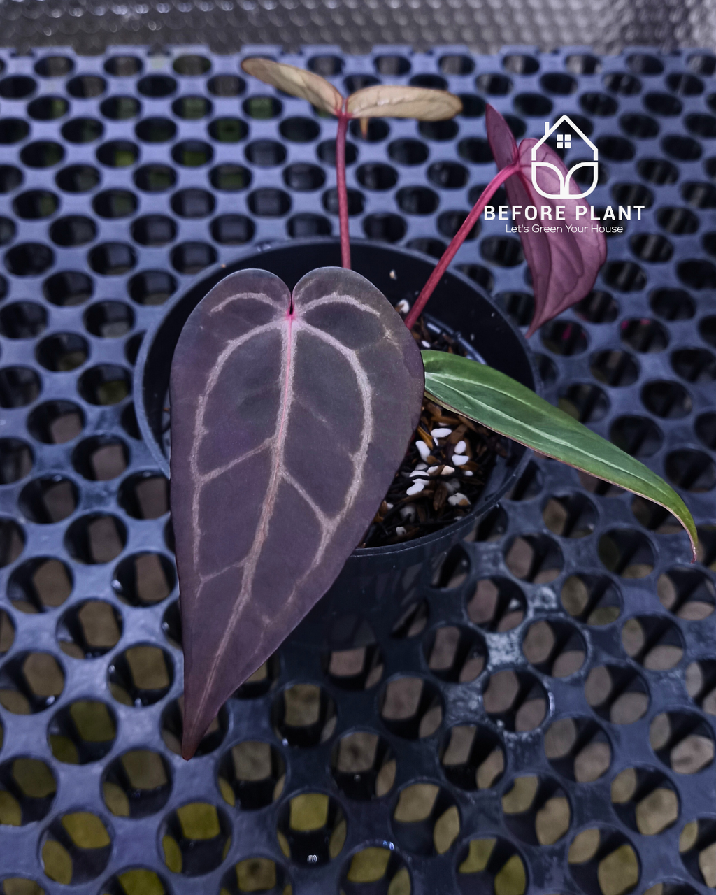 Anthurium ( Dark Handsome x Red Velvet Cake ) x Michelle Variegated