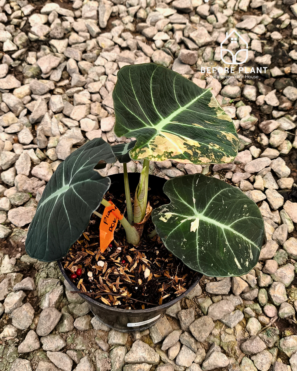 Alocasia Black Velvet Gold