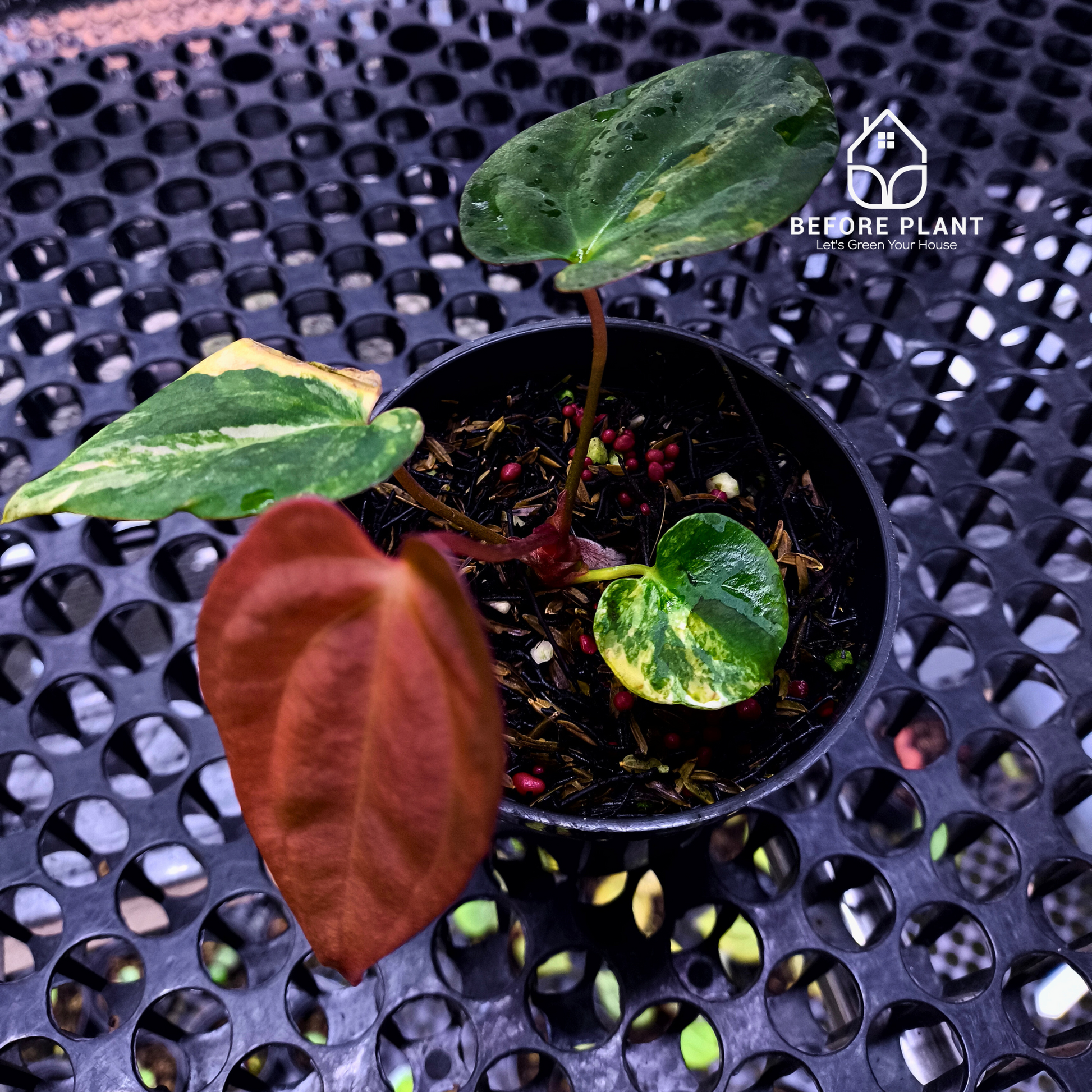 Anthurium Papi Variegated x Gunayala