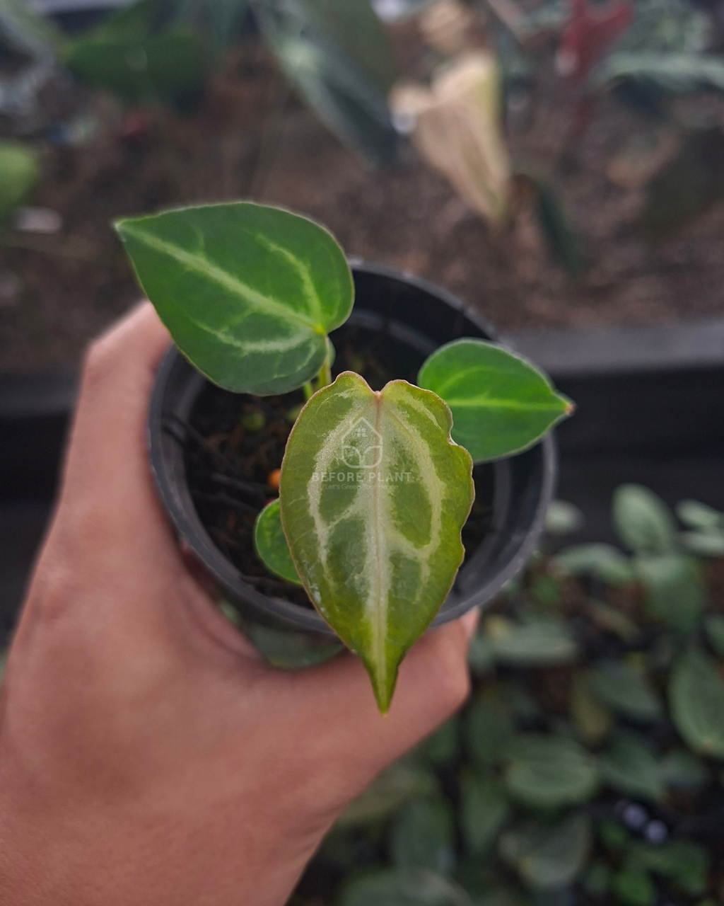 Anthurium Michelle Variegated x Blue Muchlis