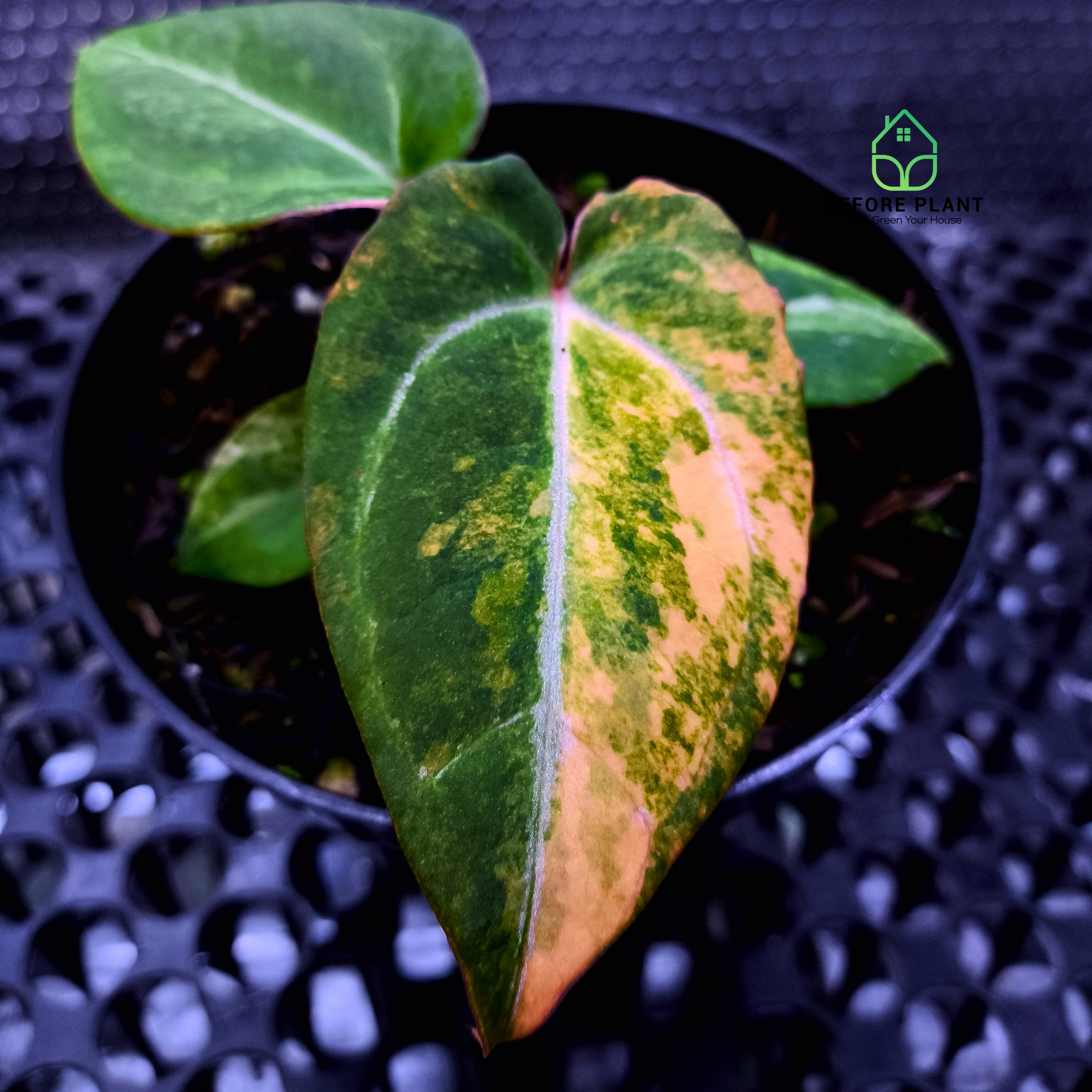 anthurium michelii Anthurium Michelle Variegated x Self (Michelle Variegated) – Beforeplant