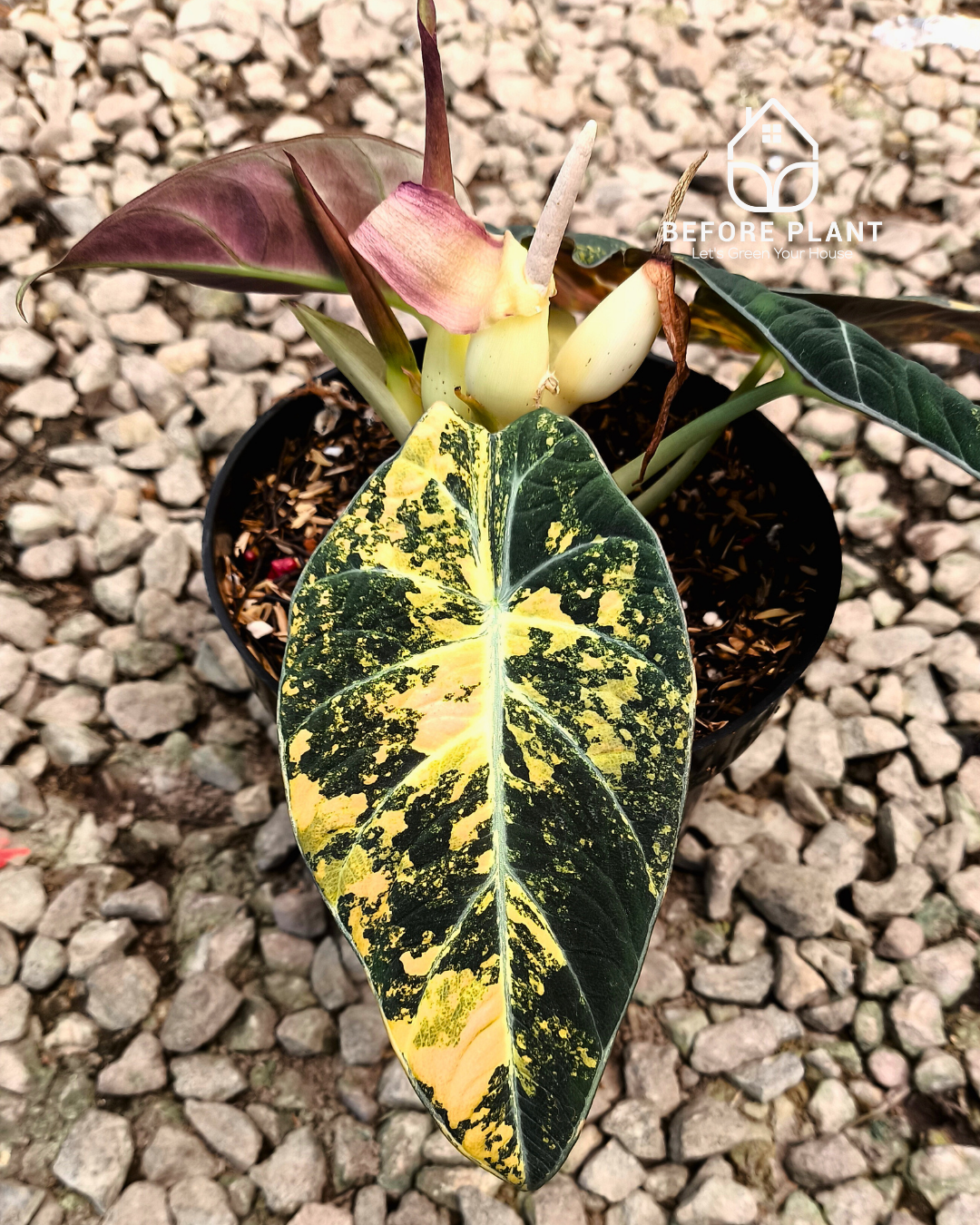 Alocasia Black Velvet Gold