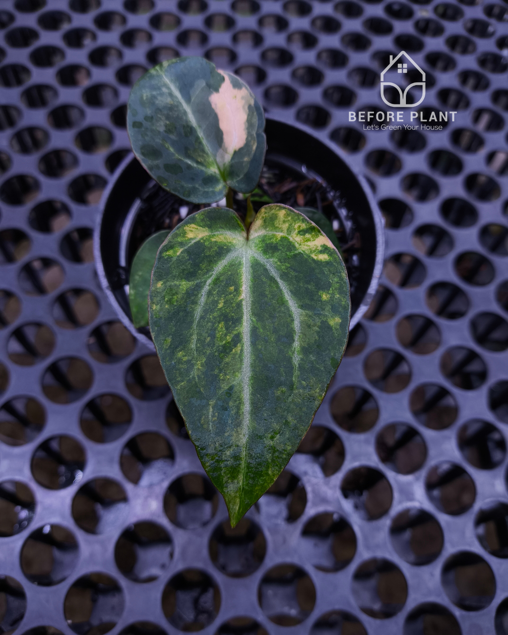 Anthurium Black Venom x Angela Black Widow