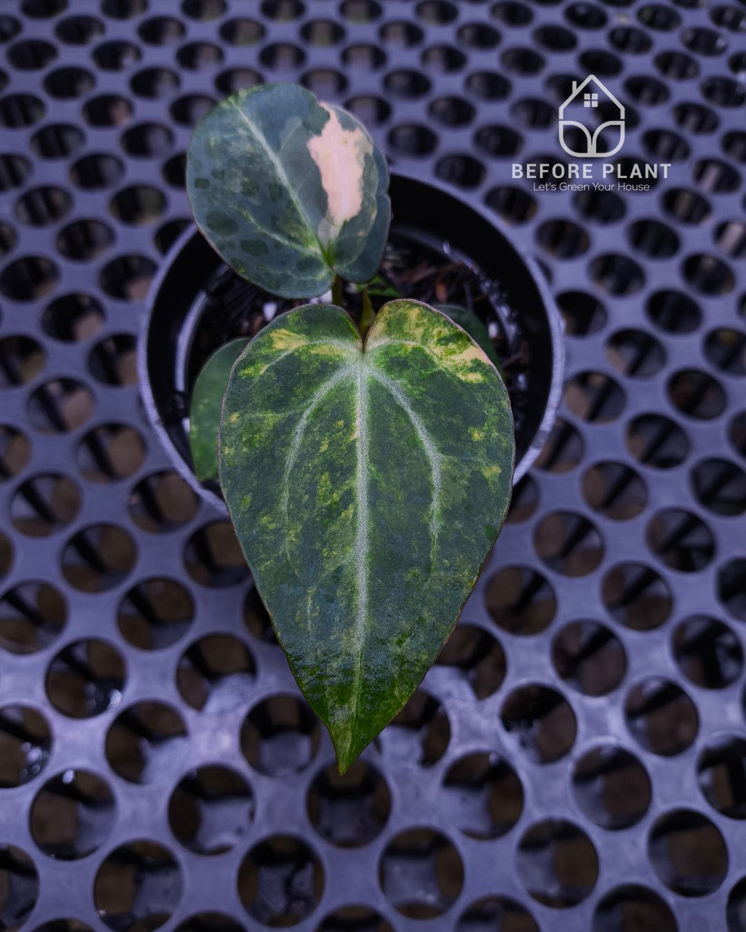 Anthurium Black Venom x Angela Black Widow