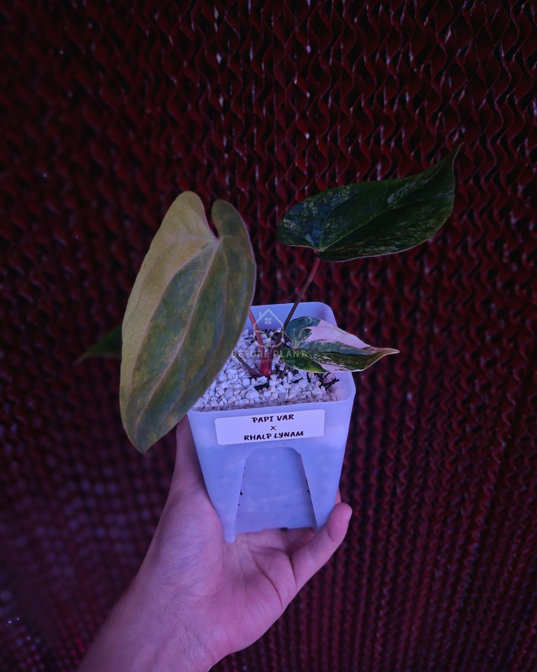 Anthurium Papi Variegated x Rhalp Lynam