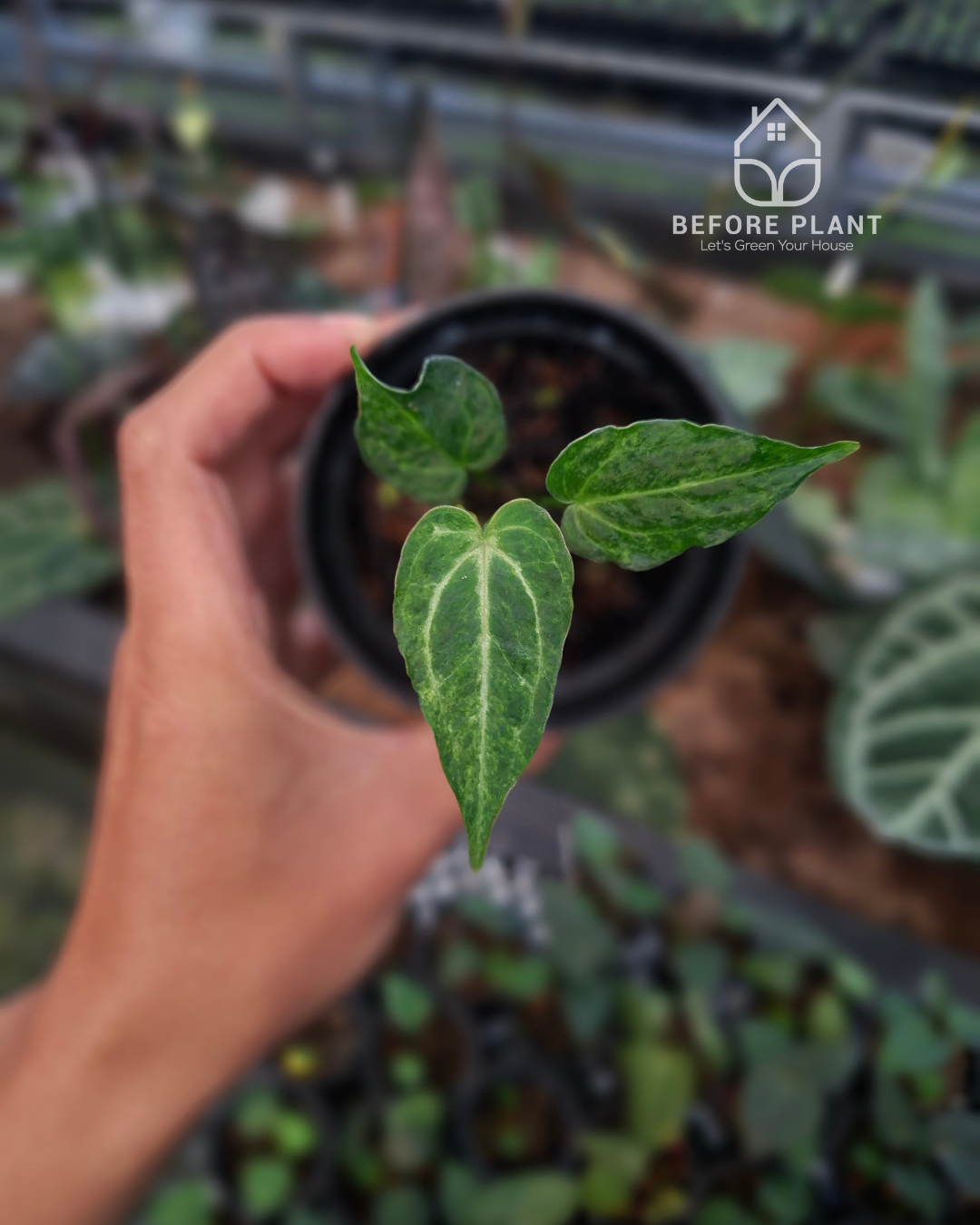 Anthurium Forgetii Blister x Silver Blush