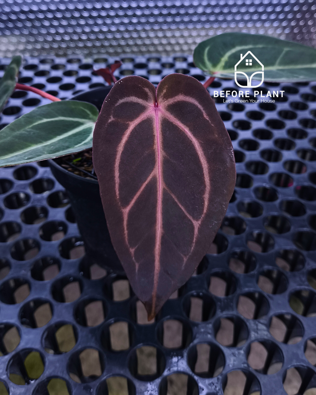 Anthurium ( Dark Handsome x Red Velvet Cake ) x Michelle Variegated