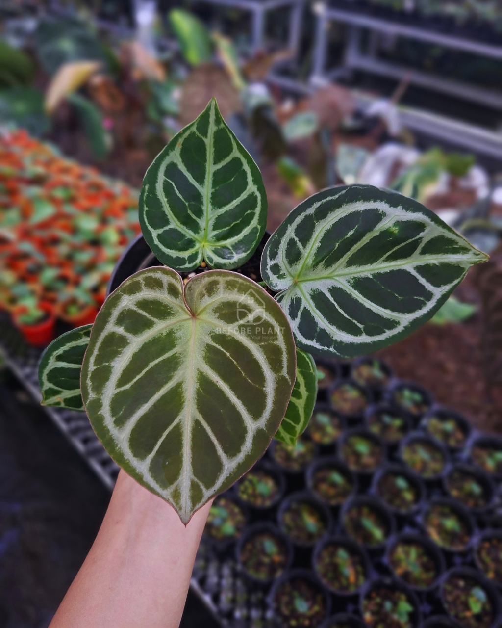 Anthurium King Of Spades / HU x Red Crystal NSE