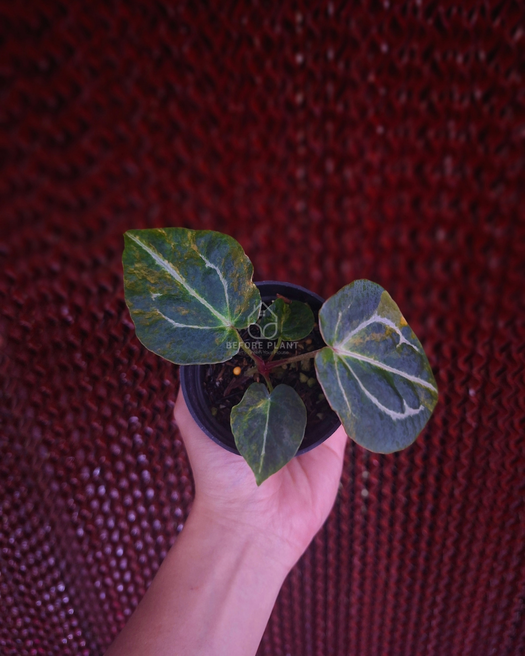 Anthurium Twistter x Red Crystal