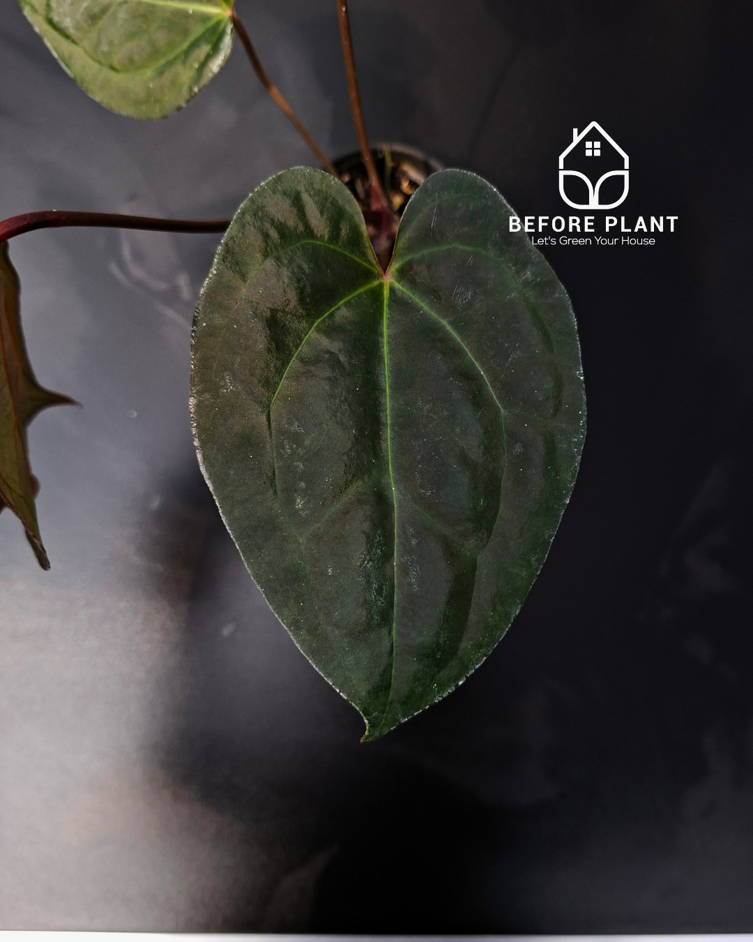 Anthurium Night Queen x Zara Michelle