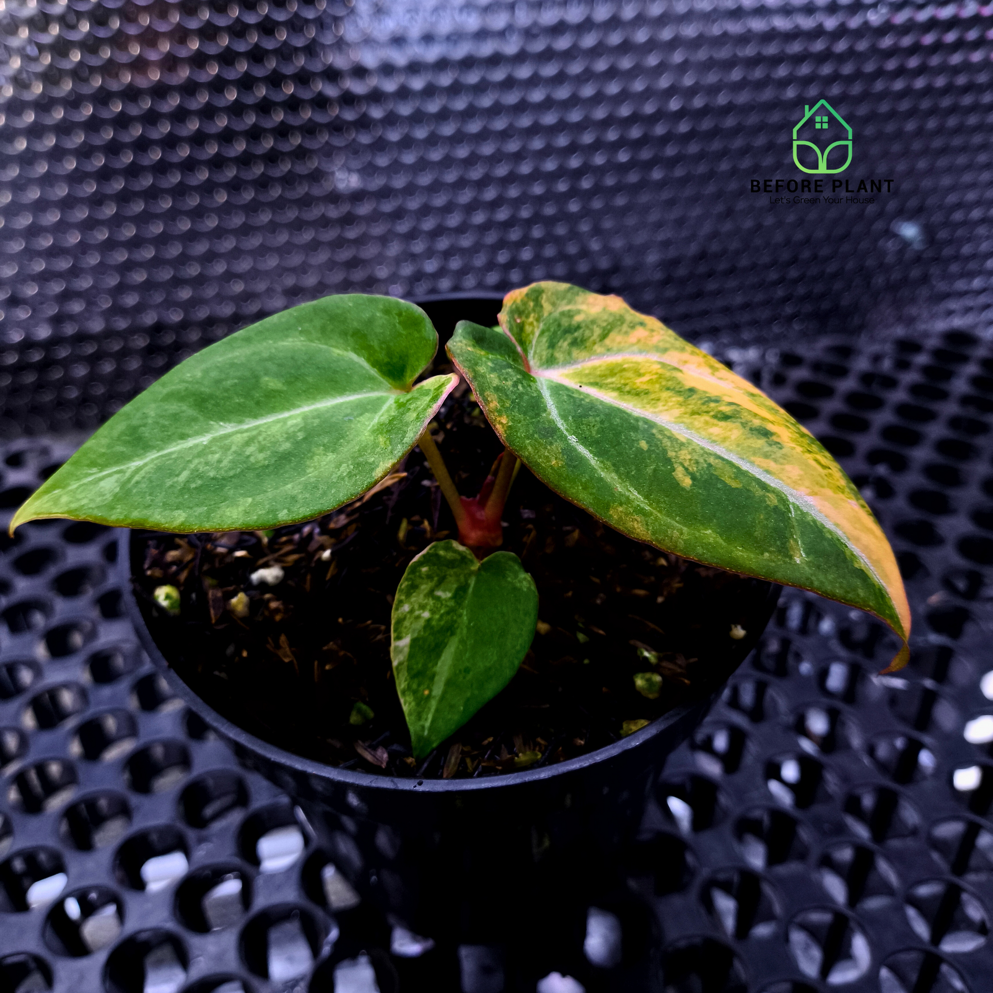 anthurium michelii Anthurium Michelle Variegated x Self (Michelle Variegated) – Beforeplant