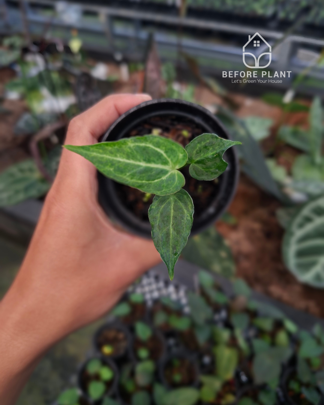 Anthurium Forgetii Blister x Silver Blush