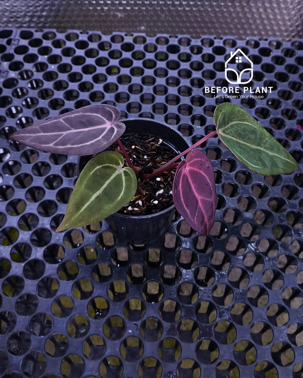 Anthurium ( Dark Handsome x Red Velvet Cake ) x Michelle Variegated