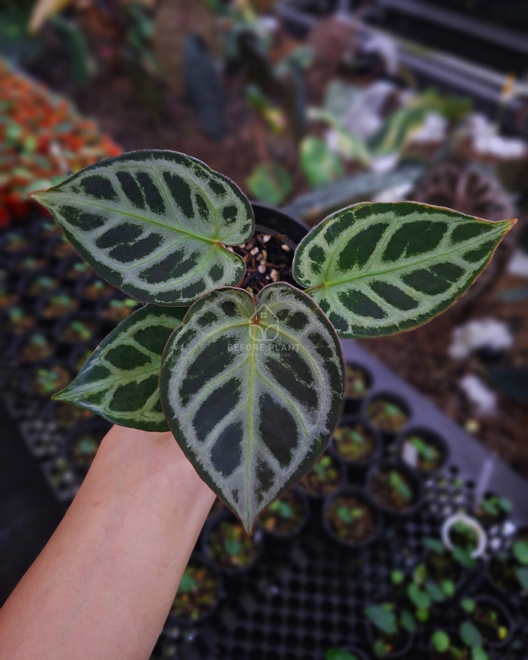 Anthurium King Of Spades / HU x Red Crystal NSE