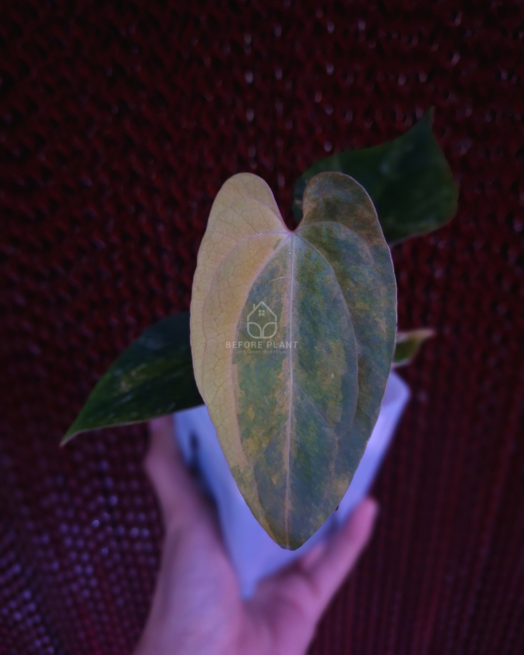 Anthurium Papi Variegated x Rhalp Lynam