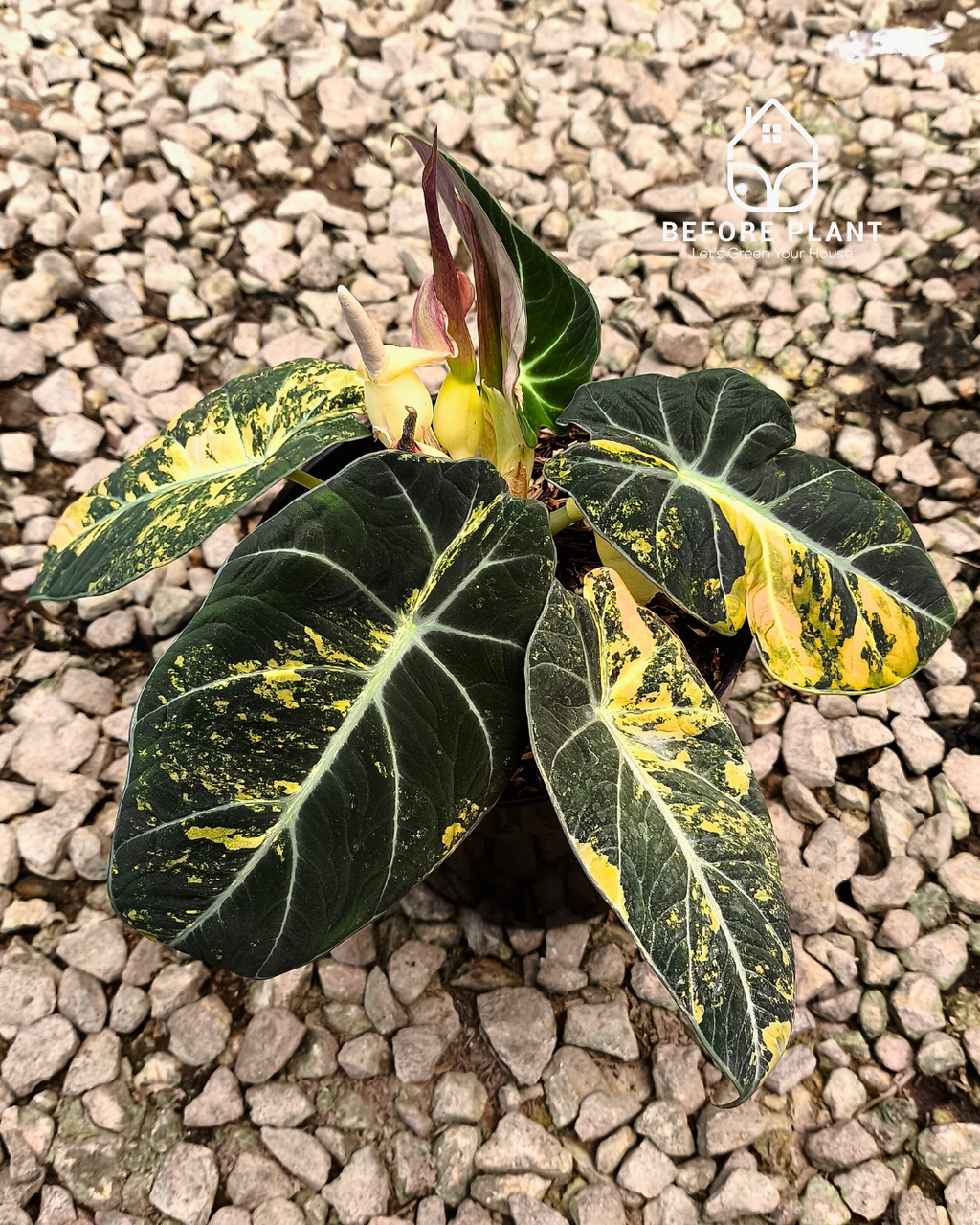 Alocasia Black Velvet Gold