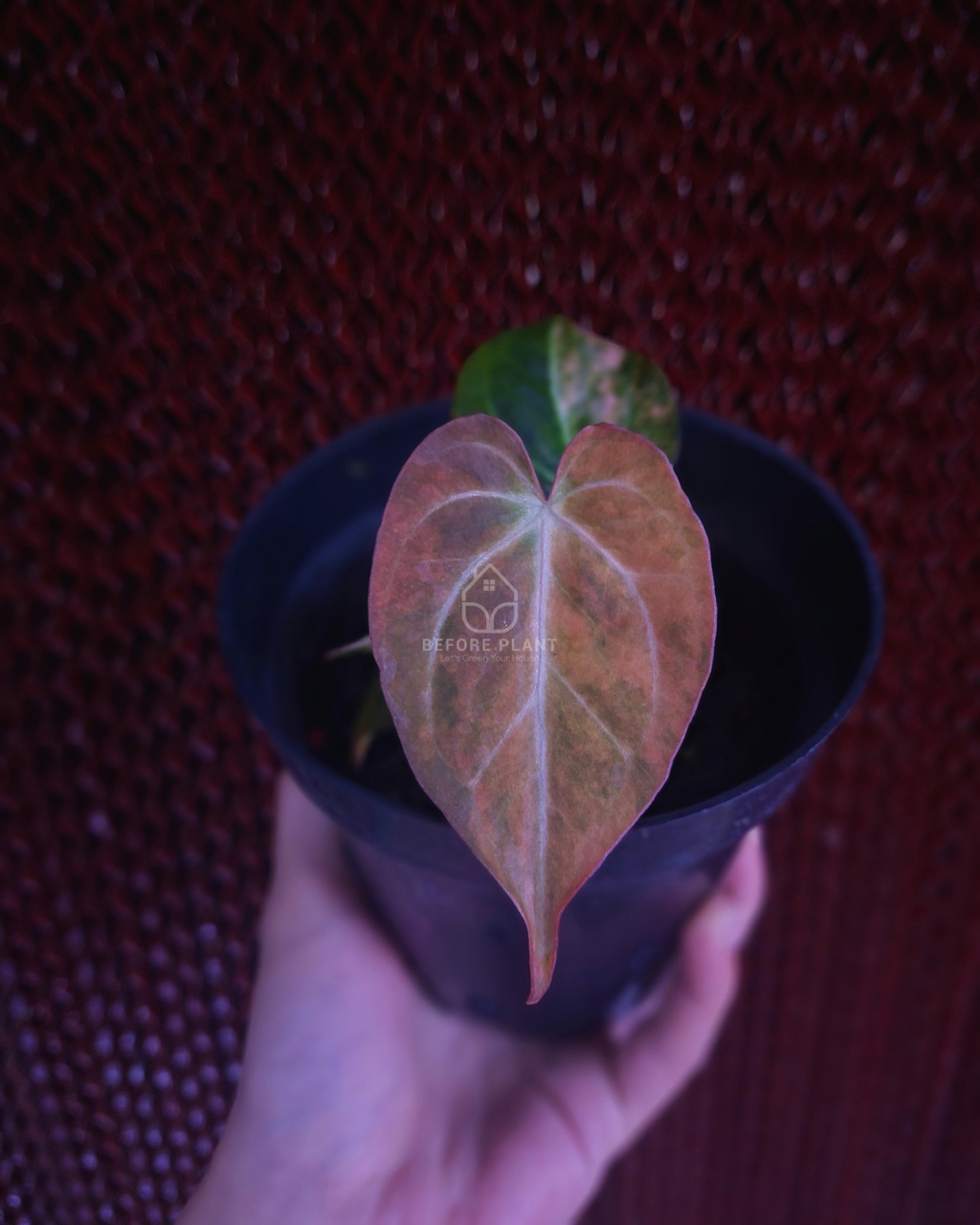 Anthurium Papi Pink x Blue Papi