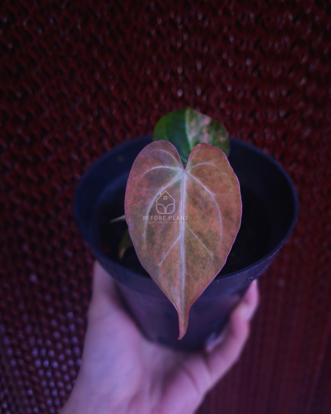 Anthurium Papi Pink x Blue Papi
