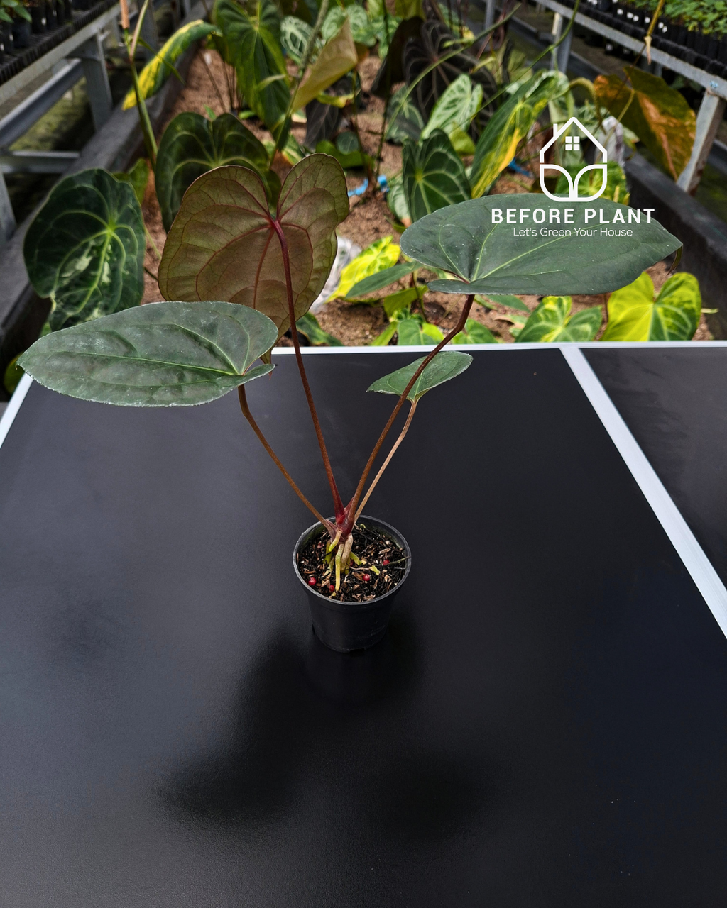 Anthurium Night Queen x Zara Michelle