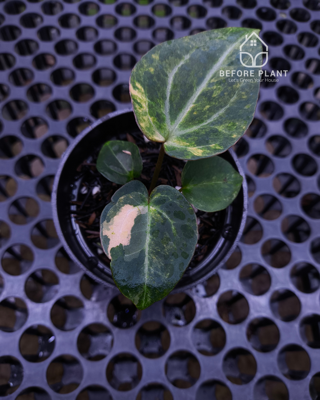 Anthurium Black Venom x Angela Black Widow