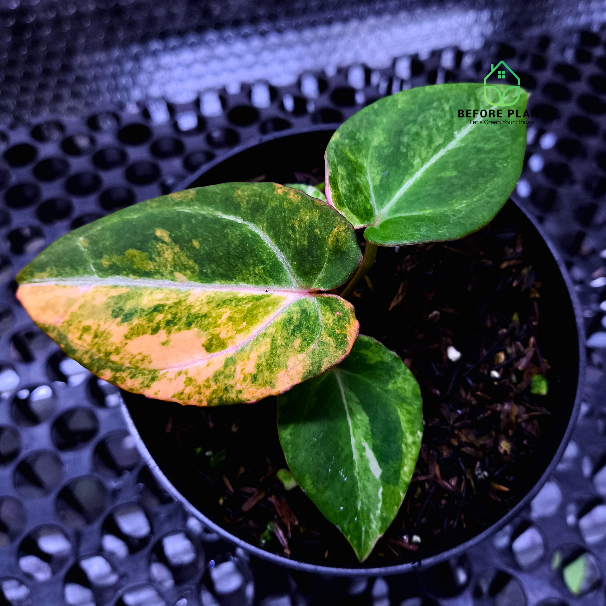 Anthurium Michelle Variegated x Self (Michelle Variegated)