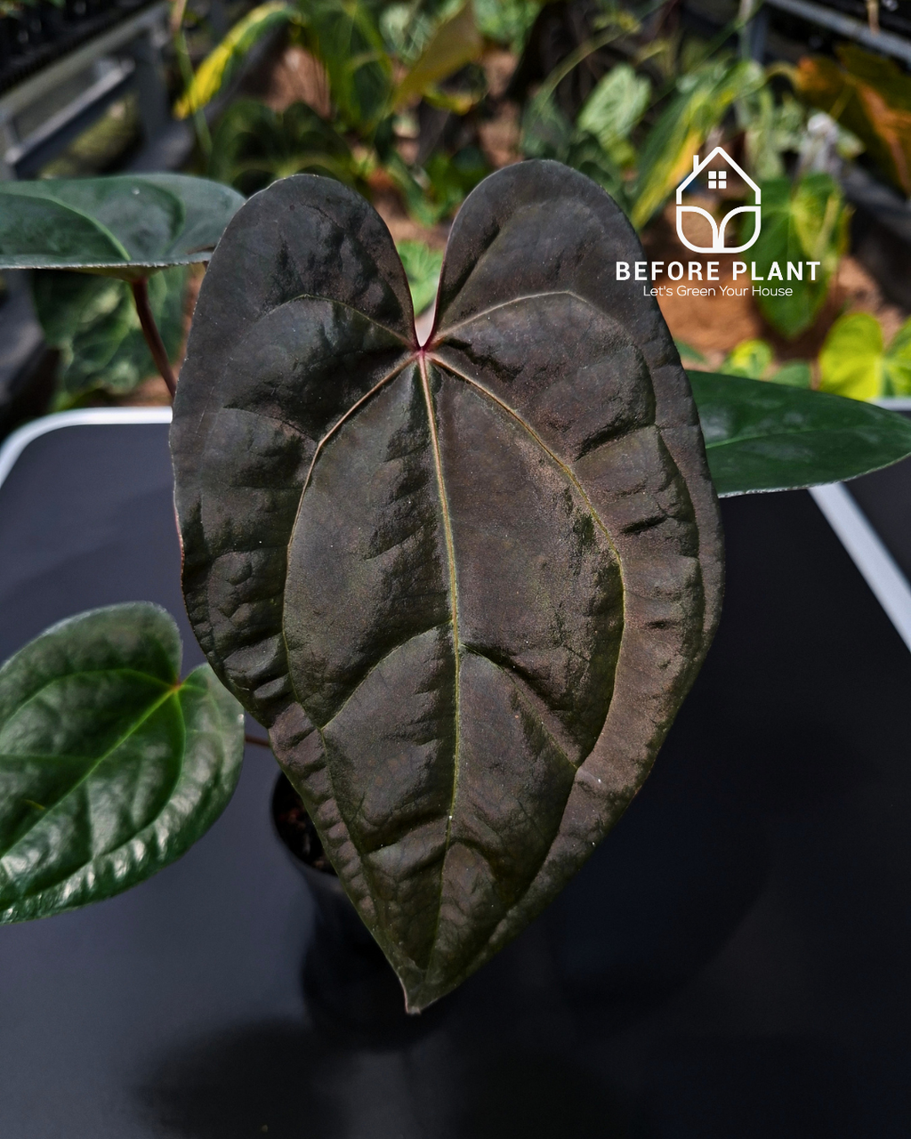 Anthurium Night Queen x Zara Michelle