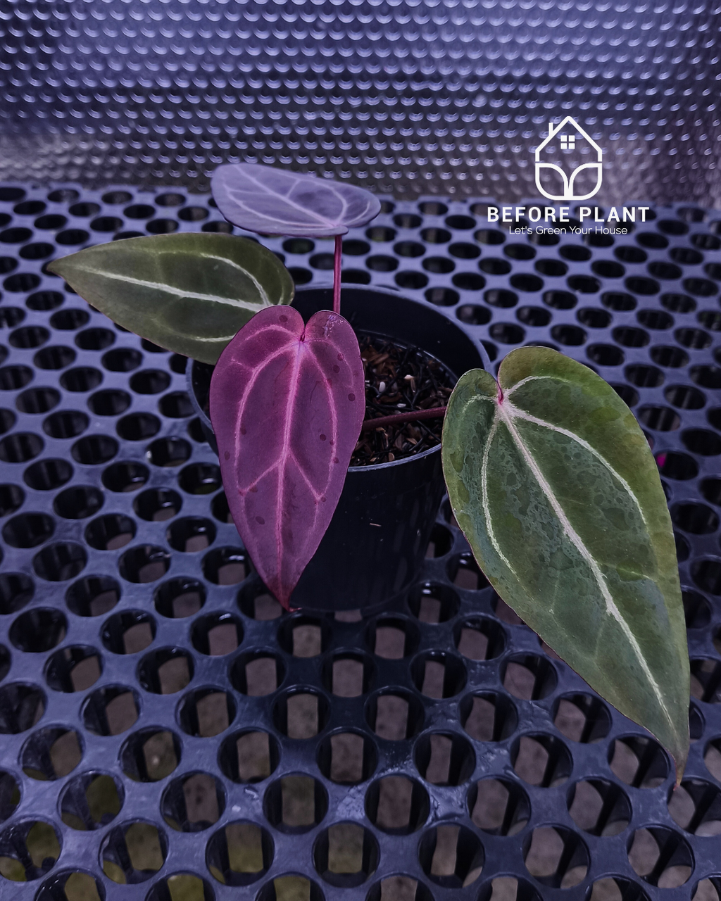 Anthurium ( Dark Handsome x Red Velvet Cake ) x Michelle Variegated