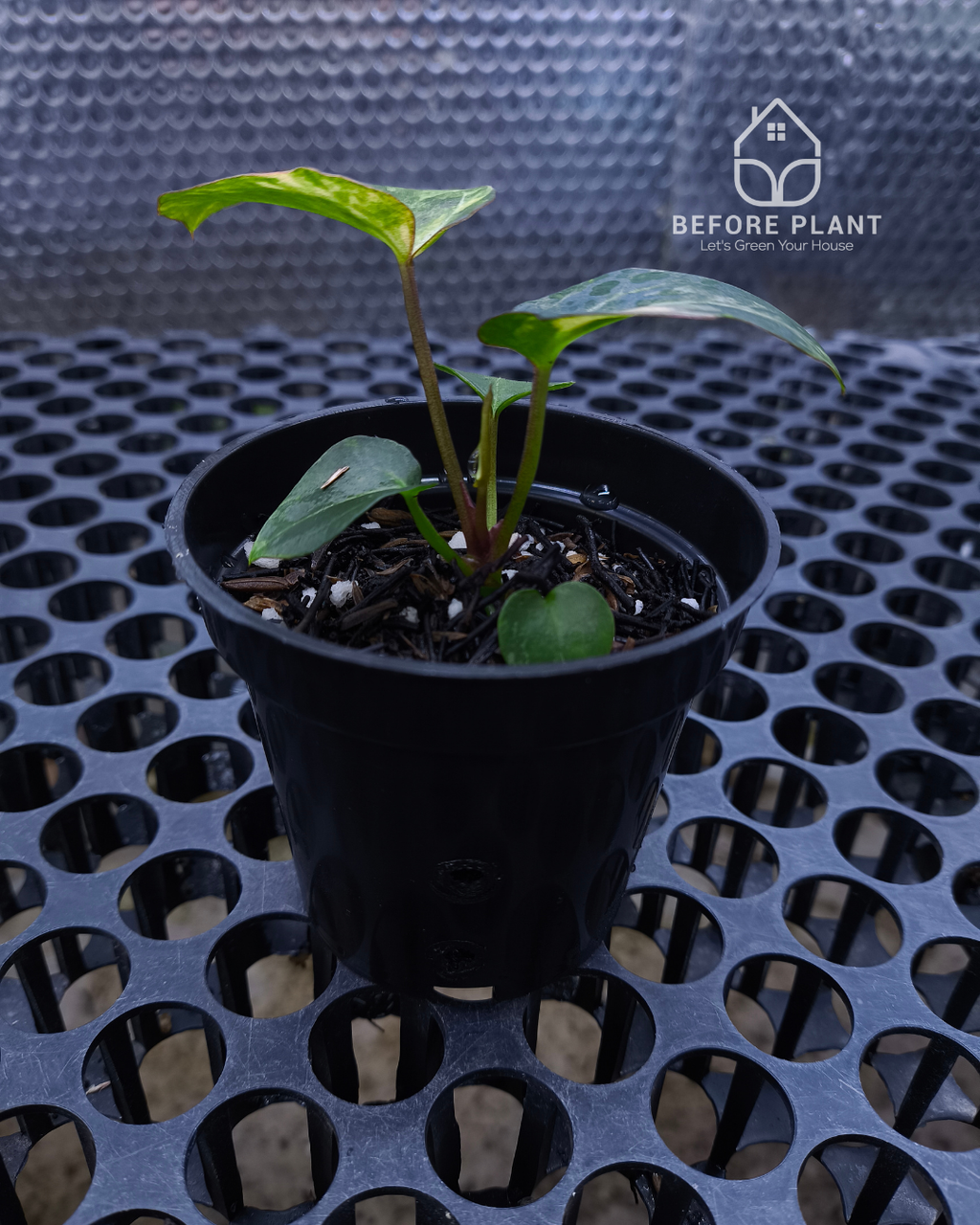 Anthurium Black Venom x Angela Black Widow