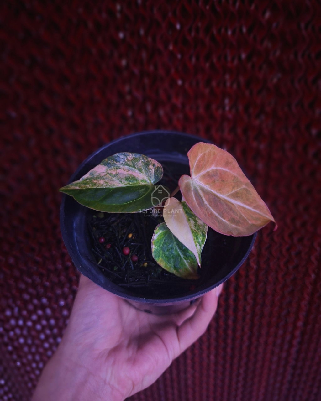 Anthurium Papi Pink x Blue Papi