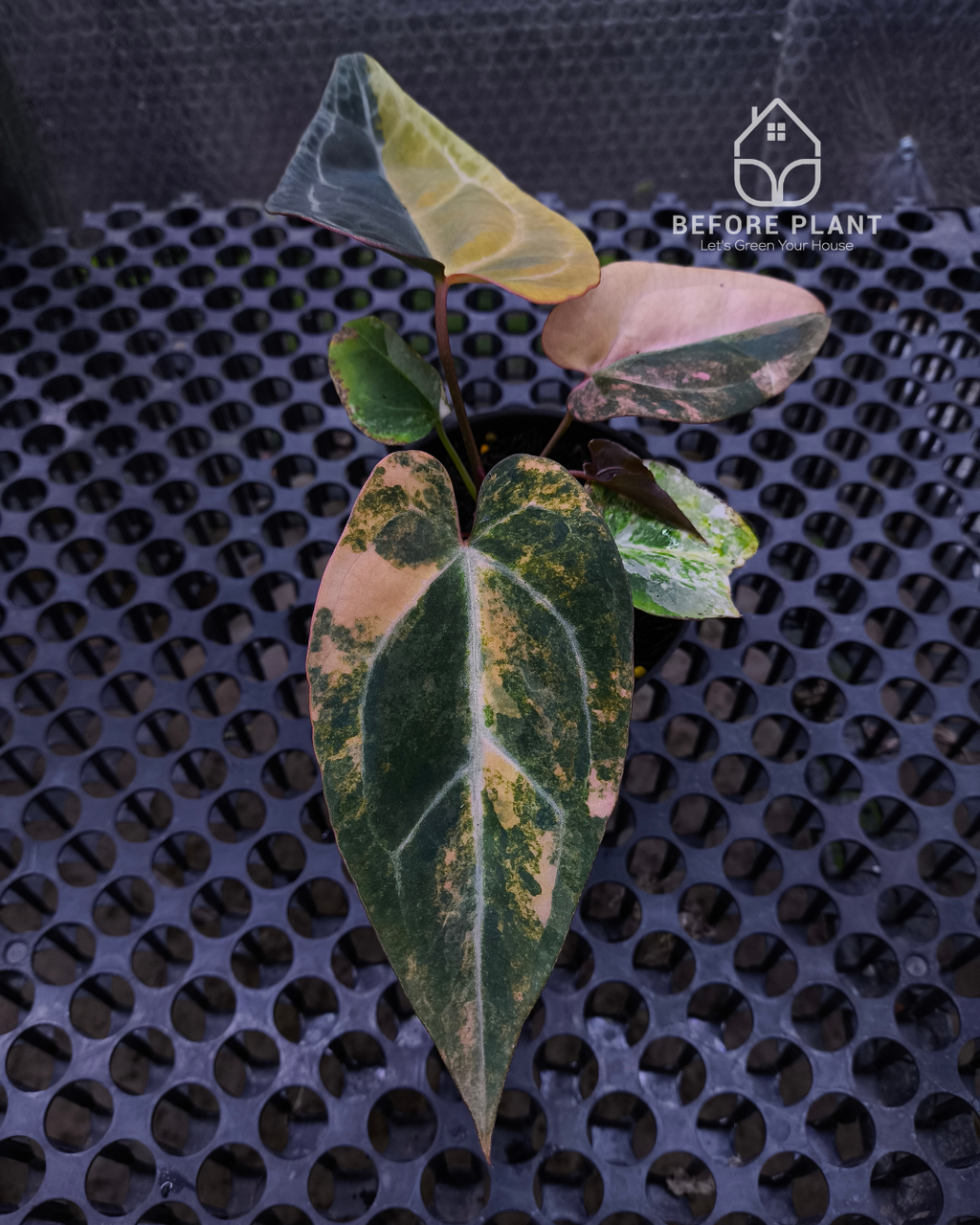 Anthurium Black Venom x Twilight Armor