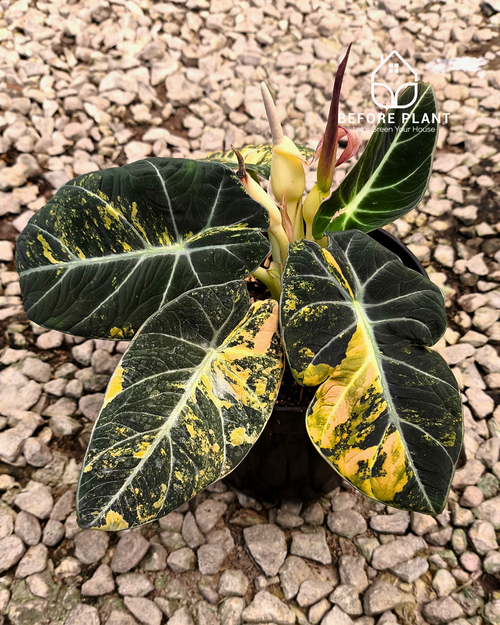 anthurium dark mama Anthurium Dark Mama – Beforeplant