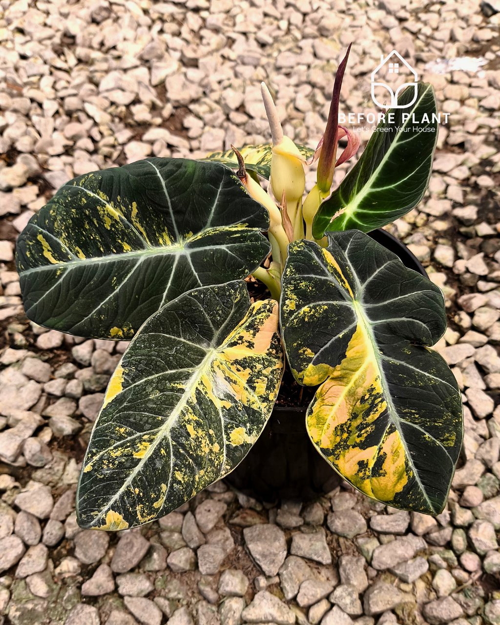 Alocasia Black Velvet Gold