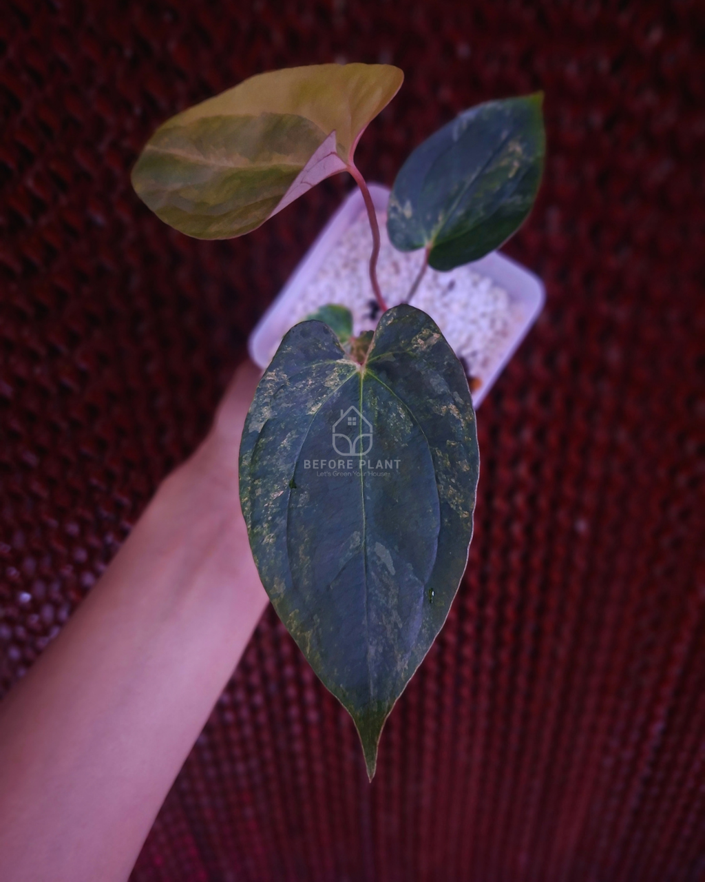 Anthurium Papi Variegated x Rhalp Lynam
