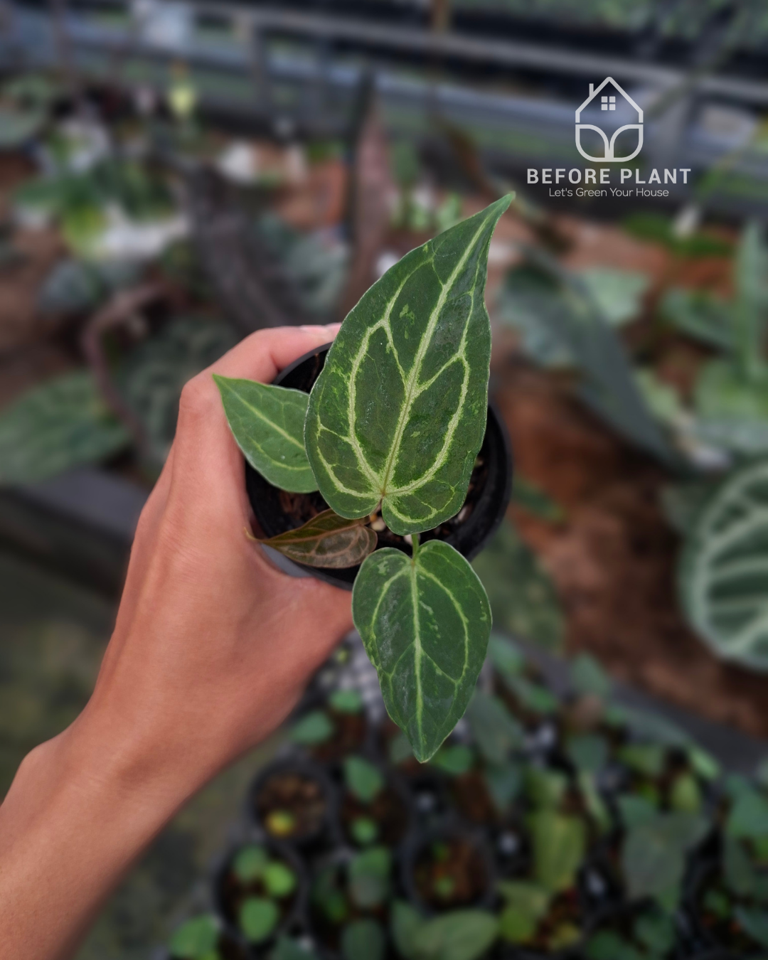Anthurium Forgetii Blister x Silver Blush