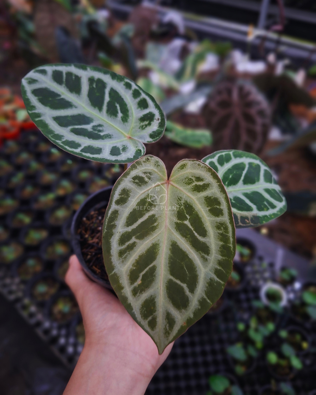 Anthurium King Of Spades / HU x Red Crystal NSE