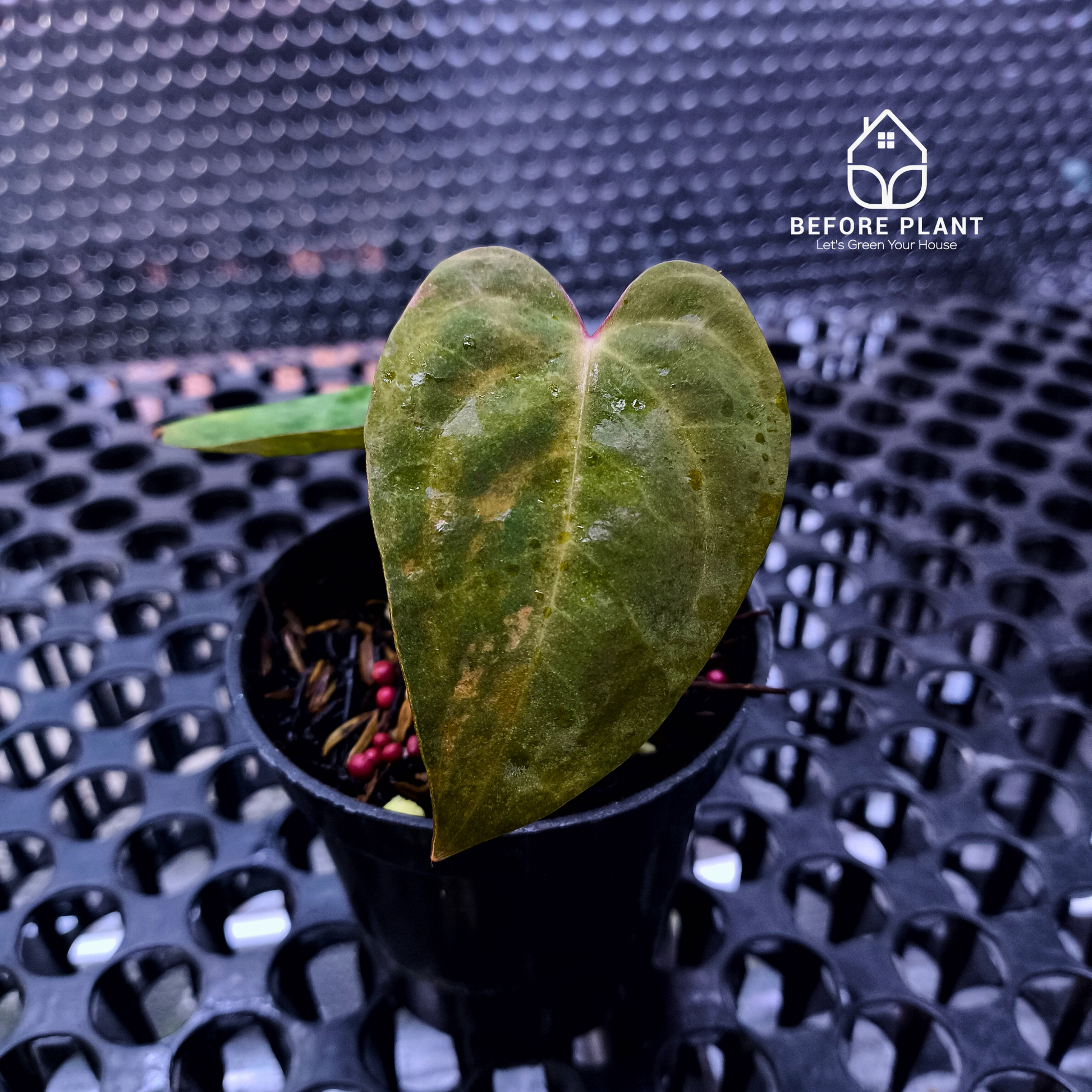 Anthurium Papi Variegated x Carla