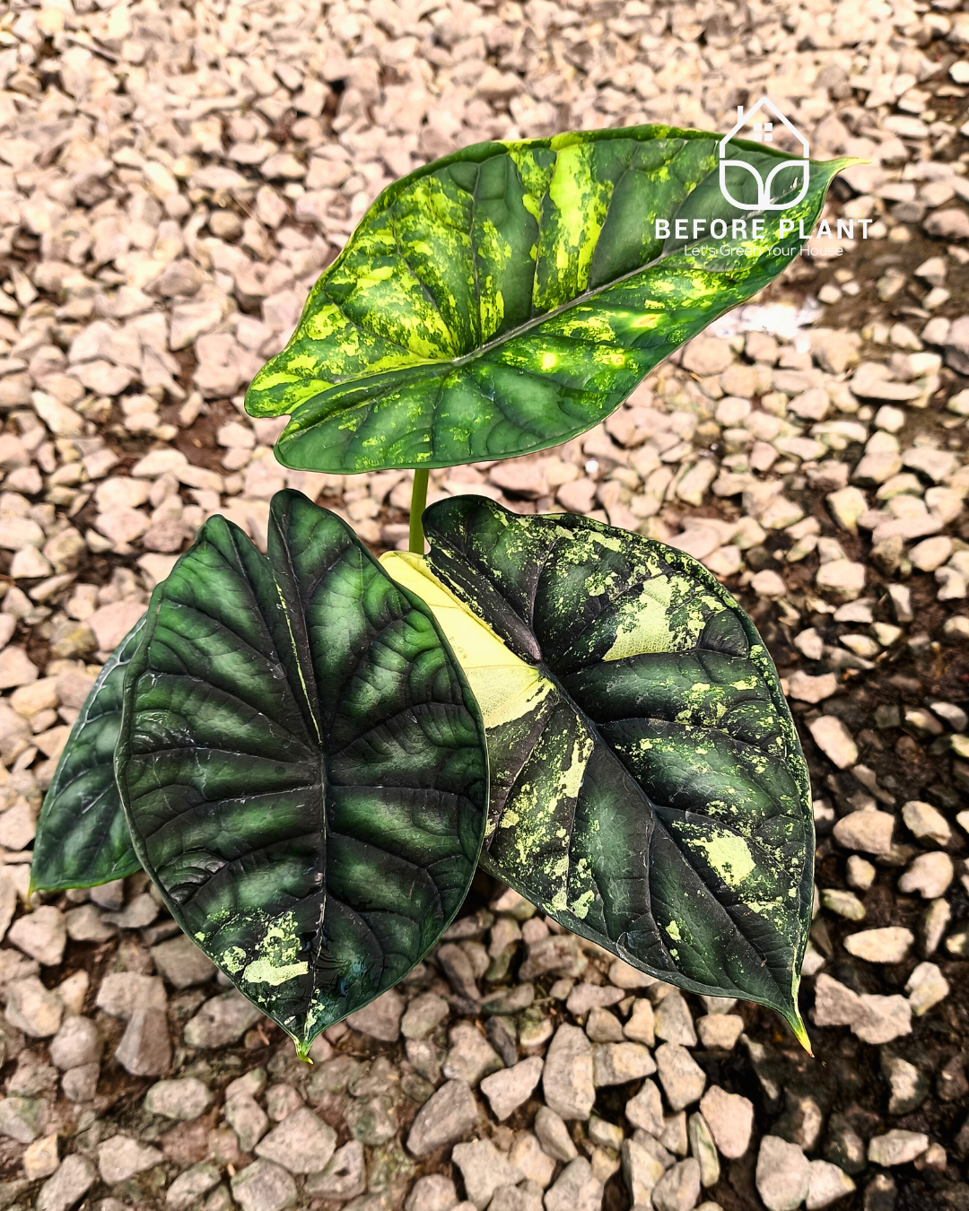Alocasia Dragon Scale