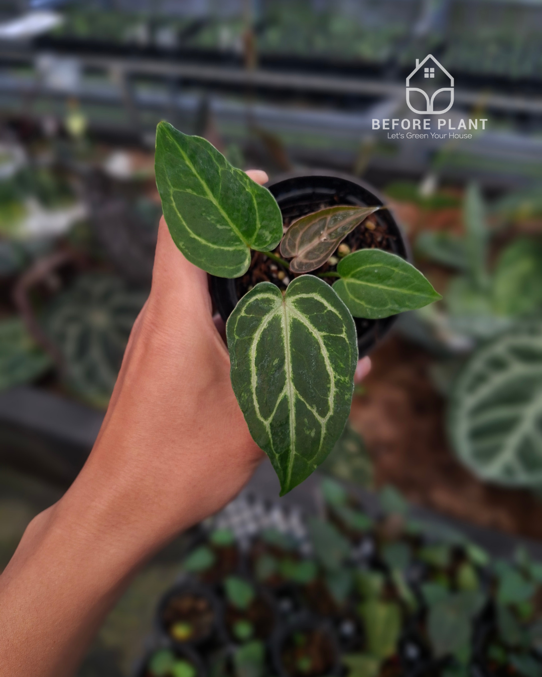 Anthurium Forgetii Blister x Silver Blush