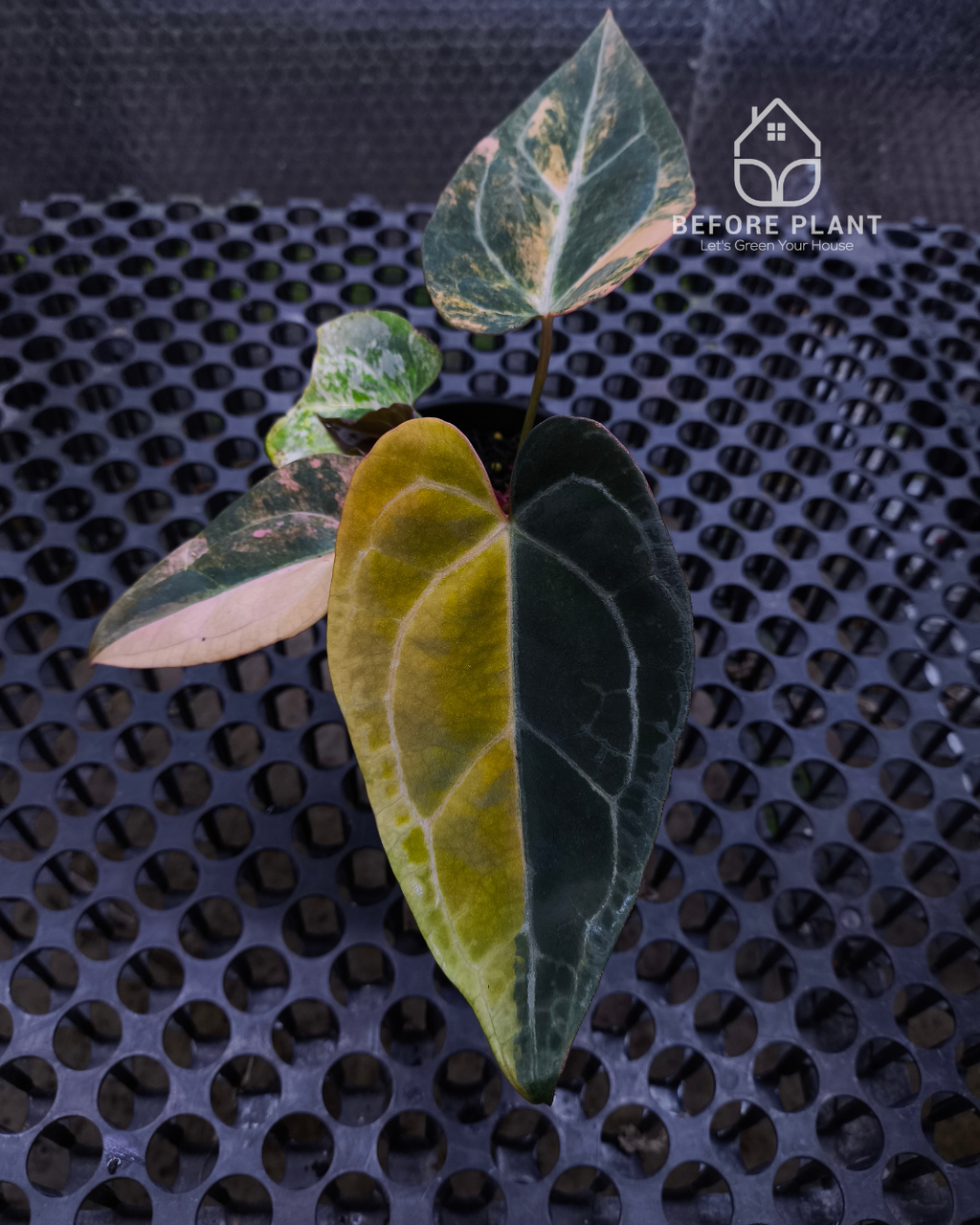 Anthurium Black Venom x Twilight Armor