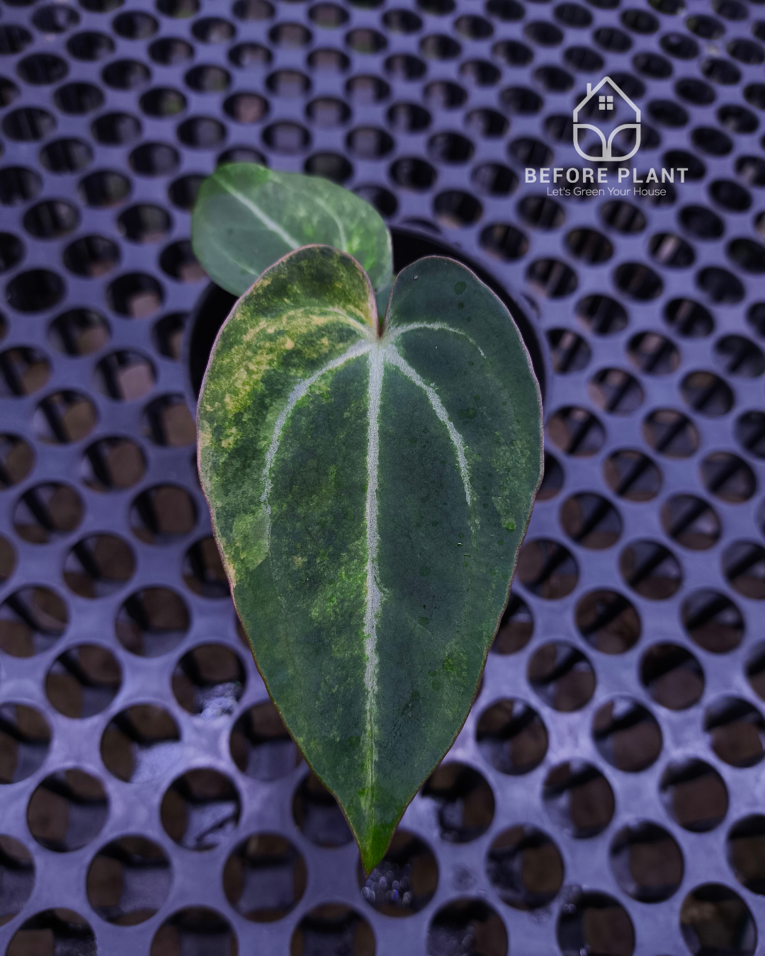 Anthurium Black Venom x Angela Black Widow