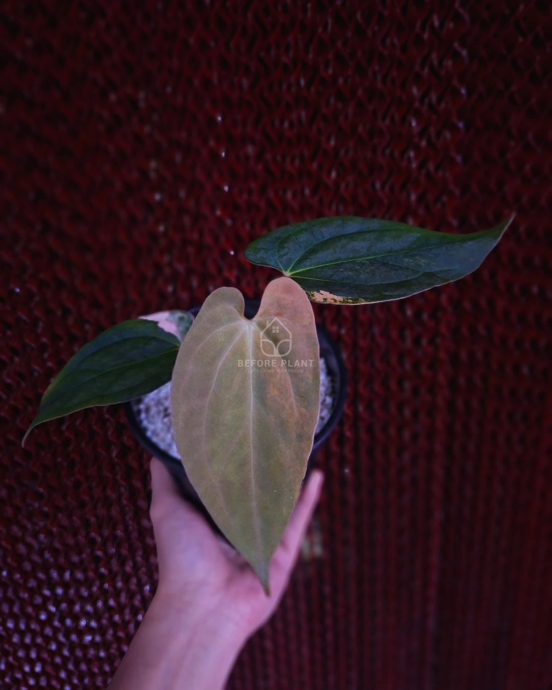 Anthurium Papi Variegated x Rhalp Lynam