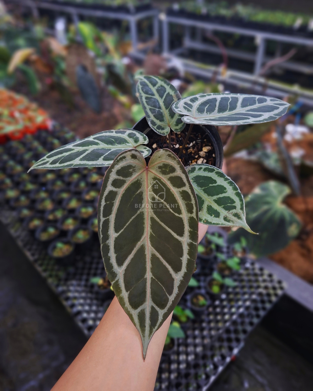 Anthurium Red Tiger