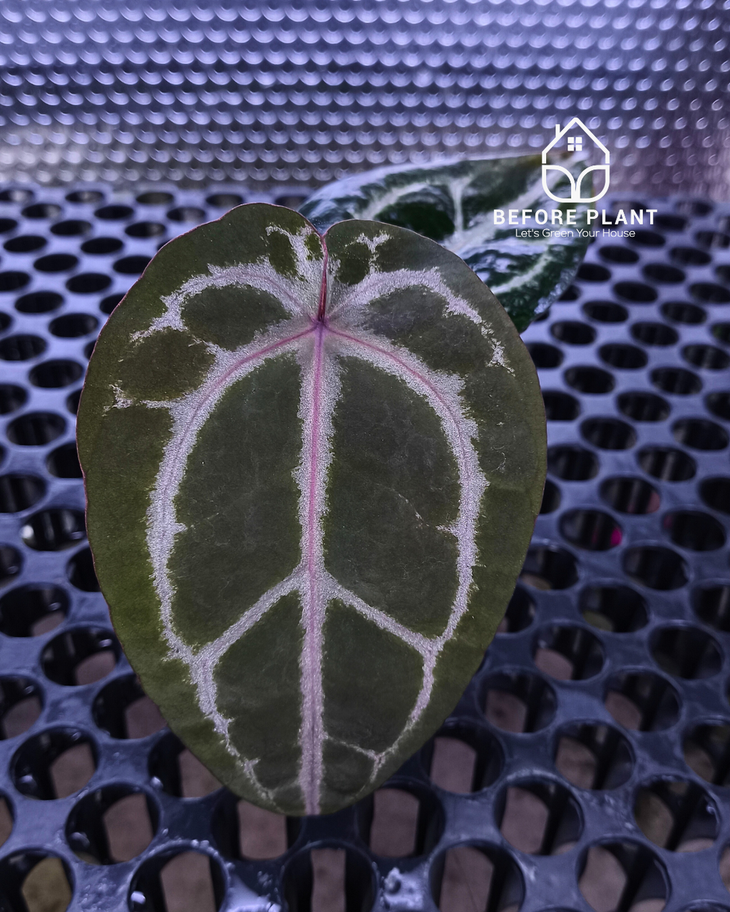 Anthurium Michelle Pink x Self