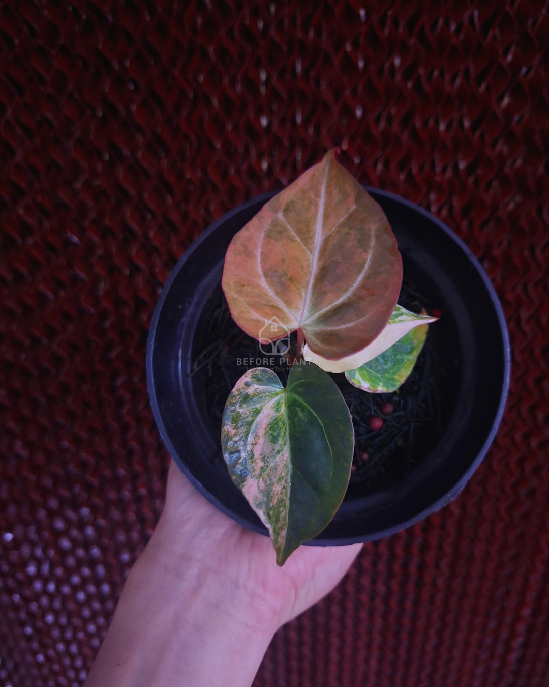 Anthurium Papi Pink x Blue Papi
