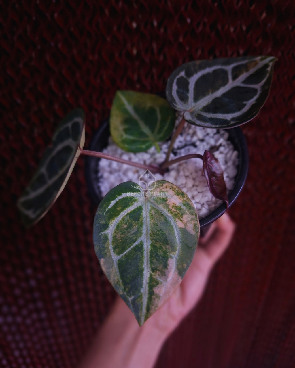 Anthurium Michelle Var x SKG Pink Lemonade Black Widow Michelle