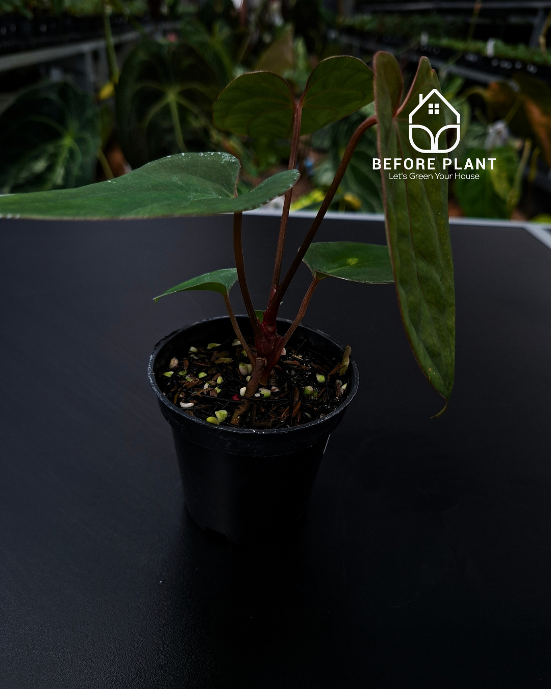 Anthurium Porti NSE x Dressleri NSE