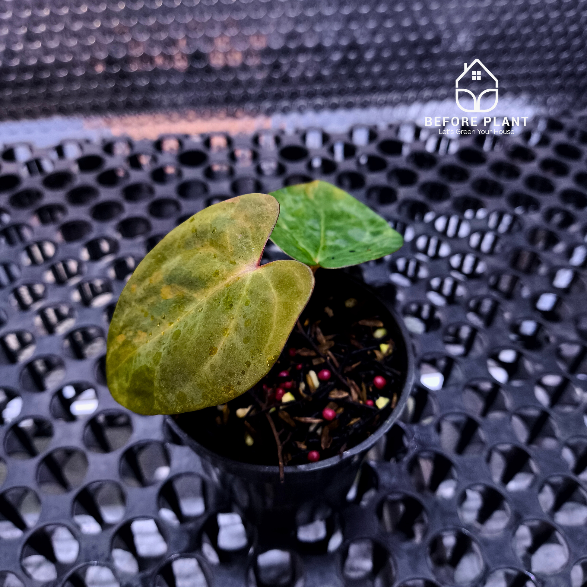 Anthurium Papi Variegated x Carla