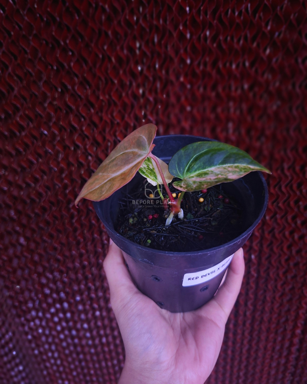 Anthurium Papi Pink x Blue Papi